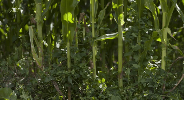 Attività agricole