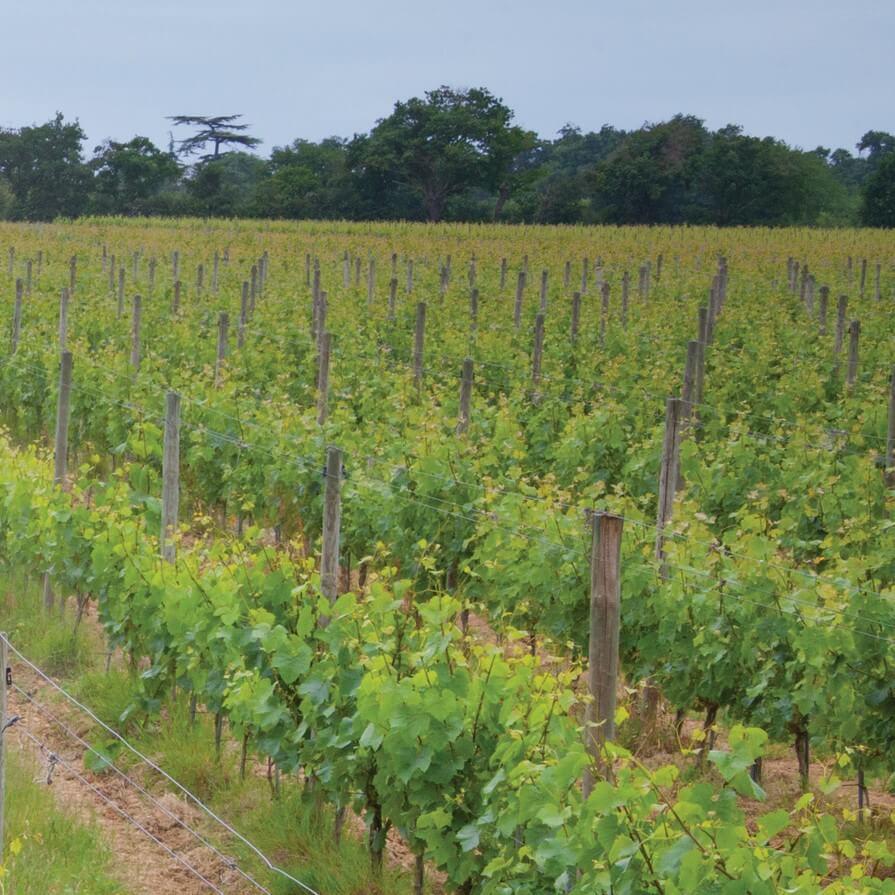 Vineyards & Fruit